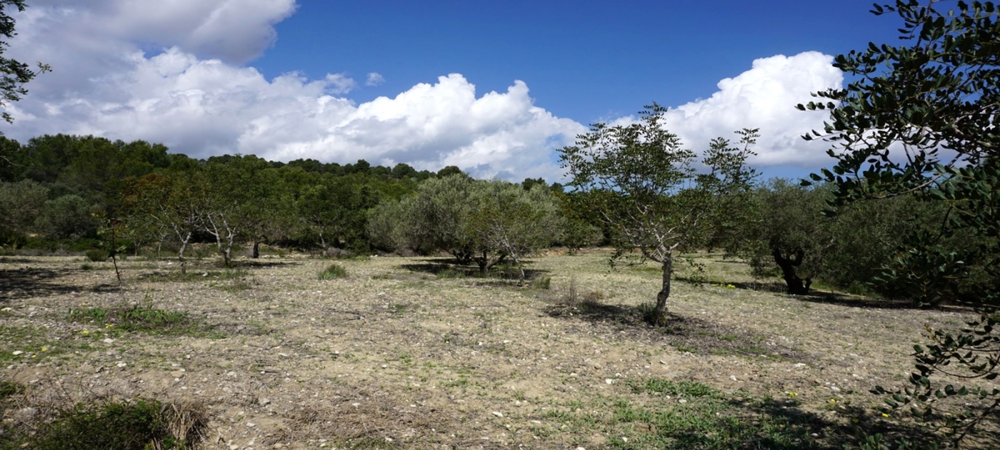 BENISSA >> BENIMALLUNT > FINCA to refurbish with panoramic views