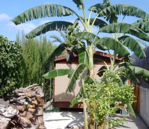 MORAIRA > LA SABATERA - Spacious villa on a large plot