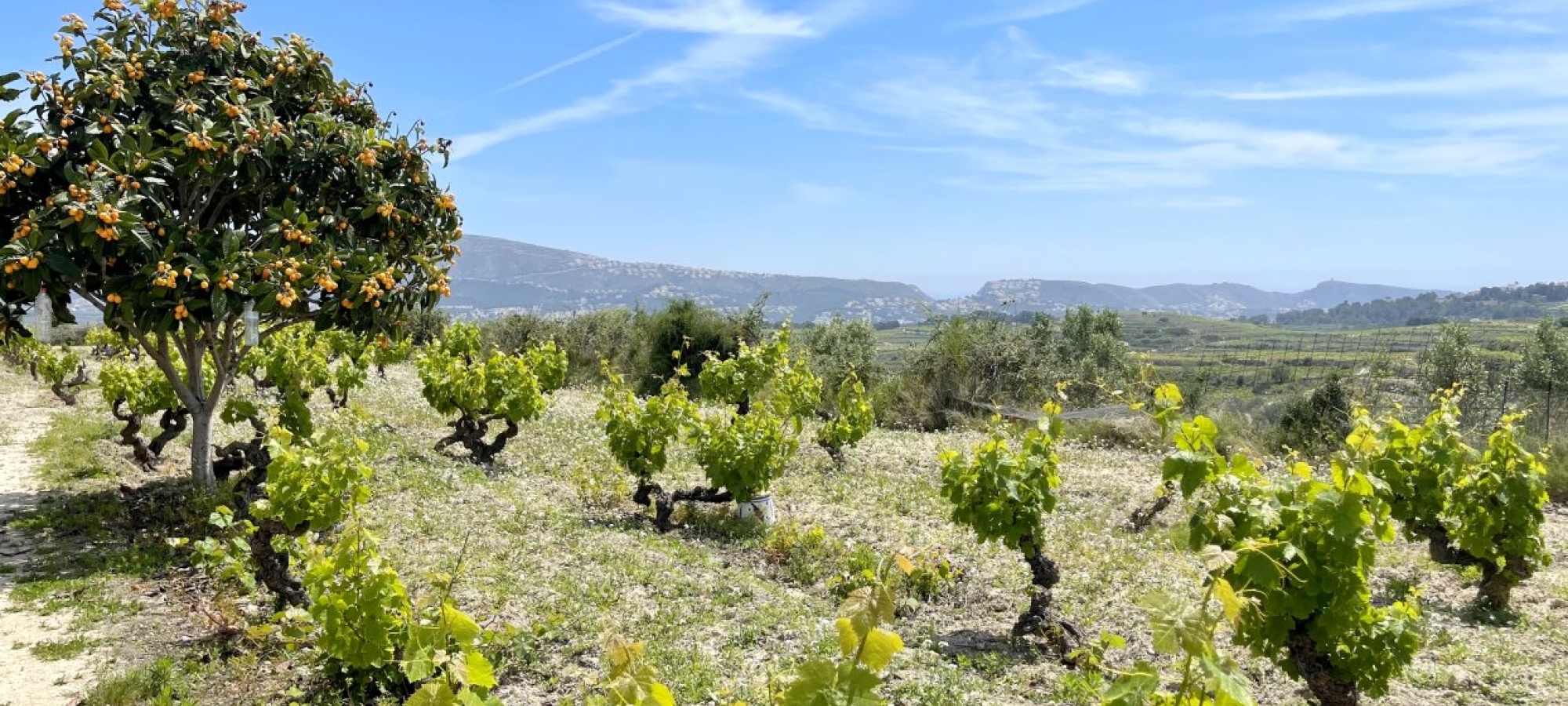 COSTA BLANCA >> MORAIRA - Traditionel og 100-årig finca med 3 soveværelser og panoramaudsigt.