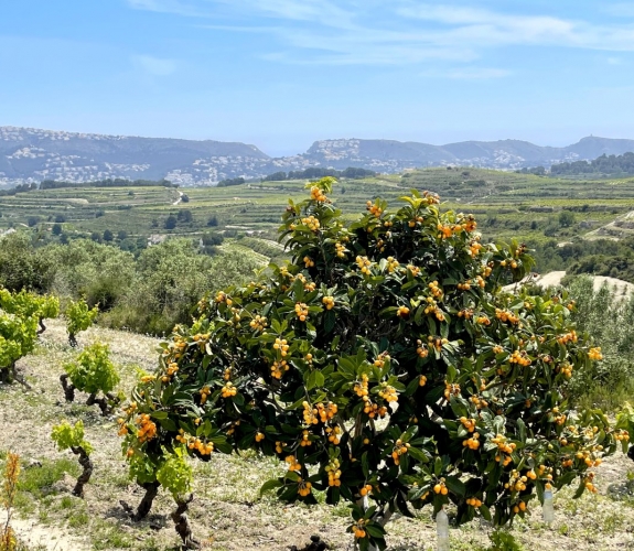 COSTA BLANCA >> MORAIRA - Traditionel og 100-årig finca med 3 soveværelser og panoramaudsigt....